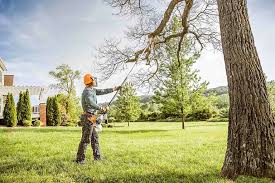 How Our Tree Care Process Works  in  Daniels Farm, CT